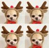 Chrimas Dog Winter Warm Clothing Cute Plush Coat Hoodies Pet Costume Jacket For Puppy Cat French Bulldog Chihuahua Small Dog Clothing - Coffee - L