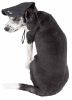 Pet Life 'Cap-Tivating' Uv Protectant Adjustable Fashion Dog Hat Cap - Black Faded - Large