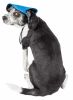 Pet Life 'Cap-Tivating' Uv Protectant Adjustable Fashion Dog Hat Cap - Blue - Large