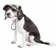 Pet Life 'Torrential Downfour' Camouflage Uv Protectant Adjustable Fashion Dog Hat Cap - Medium