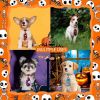 Halloween Dog Accessoires Small Dog Bow Tie Skull Pet Supplies Dog Bows Pet Dog Bowtie/ Neckties Small Dog Hari Bows - 1