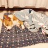 Cat dog sleeping mat warm thickened Sleeping pad blanket;  dog house warm mattress pet cushion - Blue white star - No.3 49*32cm