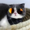 Cute Dog cat Glasses Pet Goggles Glasses Suitable For Puppy Cat Photo Props - colors - Round