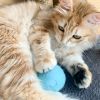 Home Pet Smart Cat Toys Interactive Ball - green - Pets