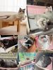 One-Step Cat Bed for Window sill & Bedside;Cat Window Perches ; Sliding Clamping Slot Adjustment Cat Hammock - Grey&purple