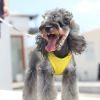 Pet Harness For Dog & Cat; No Pull Breathable Dog Vest Harness For Walking; Anti Escape Dog Harness - Yellow - M