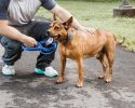 Pet Life 'Aero Mesh' 2-In-1 Dual Sided Comfortable And Breathable Adjustable Mesh Dog Leash-Collar - Blue - Medium