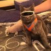 Pet Goggles Sunglasses Photography Props Pet Accessories - multi - Pets