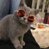 Cute Dog cat Glasses Pet Goggles Glasses Suitable For Puppy Cat Photo Props - colors - Round