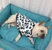 Autumn/Winter warm dog coat Small; medium dog; Flannel warm dog clothing pet supplies; dog clothing - Black and white cow bottle (Fadou type) - XL