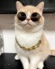 Pet gold collar Dog Chain Collar Keji Teddy Fadou domineering big gold necklace cat playing cool jewelry big gold chain - silvery - 35cm necklace +7cm