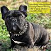 Adjustable Microfiber Leather Spiked Studded Dog Collar with a Squeak Ball Gift for Small Medium Large Pets Like Cats/Pit Bull/Bulldog/Pugs/Husky - BL